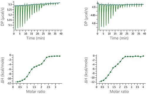 Raw and normalized heat plots for the titrations of the 1:1 mixture of EZA and FUR into bCAII. The titrations were carried out at 160 pM total concentration of the compounds in the syringe and 10 pM concentation of bCAII in the cell (left) or at 100 pM concentration of the compound mixture and 5 pM concentation of bCAII in the cell (right). 18 x 2 pl injection were made and the buffer was PBS, 2 v/v % DMSO at 25°C.