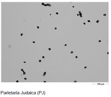 Example field of view images of the three dispersed pollen samples taken with the 10X objective.