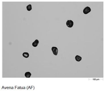 Example field of view images of the three dispersed pollen samples taken with the 10X objective.