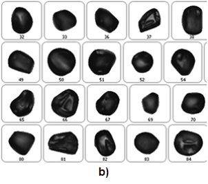 a) Example particle images for PJ pollen. b) Example particle images for AF pollen. c) Example particle images of TO and CL pollen.