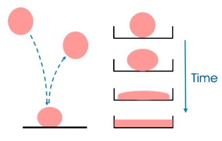 The filled polydimethylsiloxane (PDMS) behaves predominantly elastic if deformed for a short period of time and predominantly viscous if subjected to gravity over a long time period.