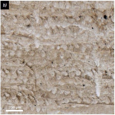 Microstructural evolution in test cubes made of X3NiCoMoTi18-9-5 in response to the linear energy density (LED) for determination of porosity and defect size; a) SLM, high LED, V2A etchant, cross-section, 50×; b) SLM, low LED, V2A etchant, cross-section, 50×; c) Overall porosity in relation to LED, porosity decreases with higher LED; d) Pore size in relation to LED, pore size decreases with higher LED.