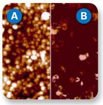 Height (A) and current (B) maps of a carpet of vertical carbon nanotubes, obtained with PeakForce TUNA
