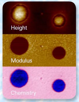 PeakForce IR images providing instantly correlated chemical and nanomechanical information of a Polystyrene/LDPE blend.
