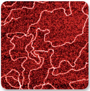 DNA imaged using ScanAsyst on a MultiMode 8