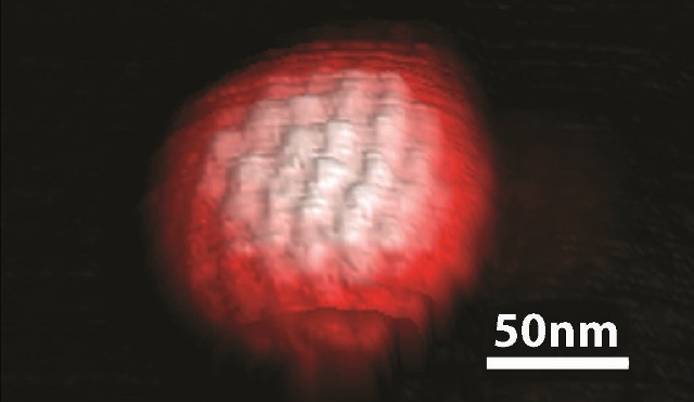 3D topography image of a single herpes simplex virus obtained in ScanAsyst mode in buffer solution. The spatial arrangement of the individual protein molecules on the surface of the virus capsid, also known as the capsomere, is clearly visible in the AFM image (ScanAsyst Fluid+ probe, k~0.7N/m).