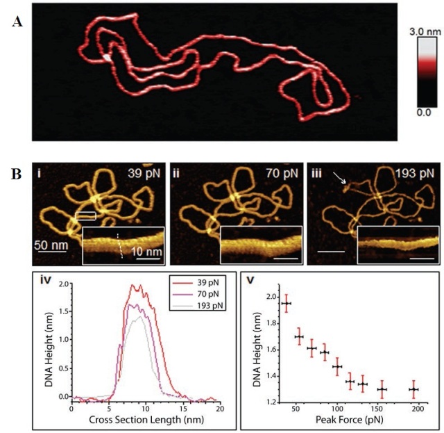 (A) Topography image of a DNA plasmid captured in PeakForce Tapping mode in buffer solution. Local height variations are visible along the molecule as changes in color (white to red). (B) (i-iii) A DNA plasmid imaged at peak forces of 39, 70, and 193 pN, respectively, with the major and minor grooves of the DNA double helix visualized at higher magnification (insets). Color scales: 3 nm (for low magnification); 2 nm (for the insets). (iv) Height profiles measured across the DNA, as indicated by the dashed line in the inset of B, for different peak forces. (v) Measured height along the same section across the molecule (as iv) as a function of peak force. Figure 5(B) is reproduced with permission from Pyne et al.