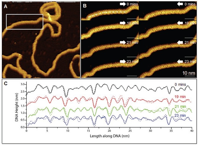 PeakForce Tapping image of groove depth variations in the DNA plasmid topography obtained using the FastScan Bio AFM and FastScan-D probes (small cantilever and standard silicon tip). (A) Low-magnification AFM topography image of a plasmid showing corrugation. The white rectangle indicates the area imaged in B. (B) Higher-magnification trace (white arrow to right) and retrace (white arrow to left) images of this area showing corrugation consistent with the B form of DNA, for consecutive images. (C) Trace (solid) and retrace (dashed) height profiles taken along straight lines as indicated in B, closely following the backbone of the four plasmid scans and averaged over a 5-pixel (~0.5) width. The height profiles confirm the observed corrugation to be the alternating major and minor grooves of double helix structure and that these grooves vary in depth along the DNA strand. The height profiles have been offset by multiples of 0.6 nm for clarity.Color scales: 3.5 nm (A), 1.1 nm (B). Reproduced with permission from Pyne et al.
