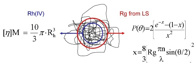 Rh (IV) is a different size metric to Rg measured by MALS.