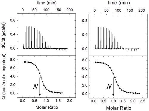 Effect of macromolecule concentration uncertainty on the binding parameters estimation from a calorimetric titration. (Left) A fractional value of N (0.72 ± 0.01) is obtained from the data analysis using the nominal concentrations (230 pM for the ligand in the syringe, and 29 pM for the macromolecule in the cell). Because in this case the ligand concentration is considered to be fairly accurate, the fractional value indicates that the protein concentration has been estimated in excess with a 28% error. Employing a protein concentration normalized according to N (21 µM), the expected non- fractional 1:1 stoichiometry (N ≈ 1) is recovered (Right). Because only the cell concentration has been modified, the association constant and the binding enthalpy remain unaltered. If the syringe concentration is modified, both parameters will also change.