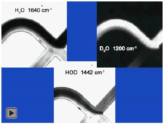 Discrete frequency video of H2O and D2O interface with proton deuteron exchange zone clearly observed at 1442 cm-1