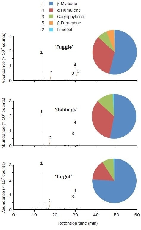 TD–GC–TOF MS (TIC) chromatograms for each hop variety, and pie-charts showing the relative abundances of five key aroma compounds.