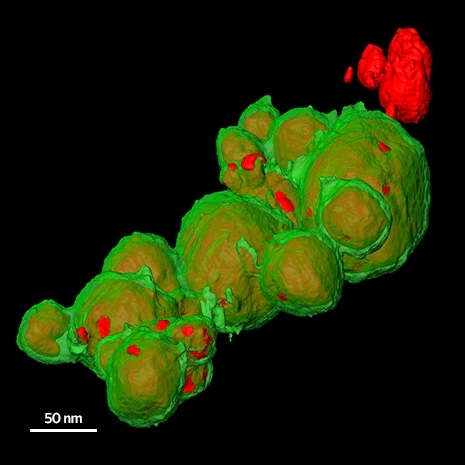 3D EDS tomography of Ag-Pt core-shell nanoparticles, where most of the Ag cores shown in the false color of red are covered by green-colored Pt shells with pores to expose partially the cores.