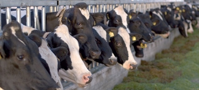 Liquid and solid manure from approximately 300 livestock units and renewable raw materials are the base materials for the biogas production.