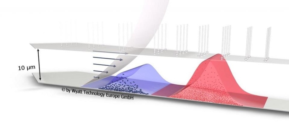 Process of fractionation in an AF4 flat channel during sample elution with cross-flow and channel flow.