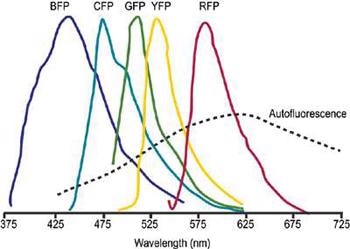 Schematic representation of overlapped fluorescent protein emission spectra. Typically broad autofluorescence is also shown.