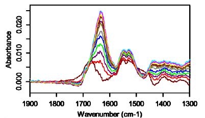 The ATR spectra of BGG at 100°C at 0 (lowest peak), 1, 2, 3, 4, 5, 6, 7, 8, 9, 20, and 30 (highest peak) minutes after injection of sample into cell.