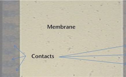 Microscope image of the high-frequency ultrasonic sensor with a 1 mm thick layer of water and a cover glass.