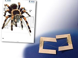 Mexican red knee tarantula with silk sample and holder