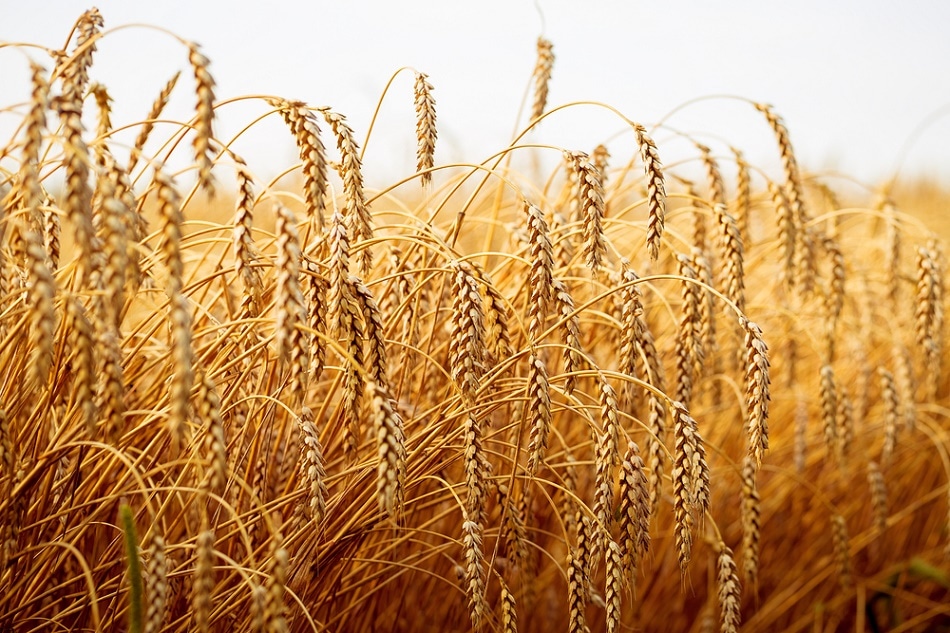 Agriculture, Food, Quality Control, Spectroscopy, QC