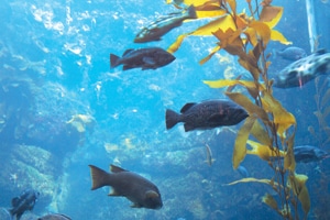 Fish_Ocean_Acidification