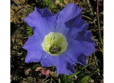Spectroscopy, Kubelka-Munk Theory, Flower Color