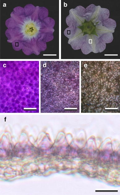 Spectroscopy, Kubelka-Munk Theory, Flower Color