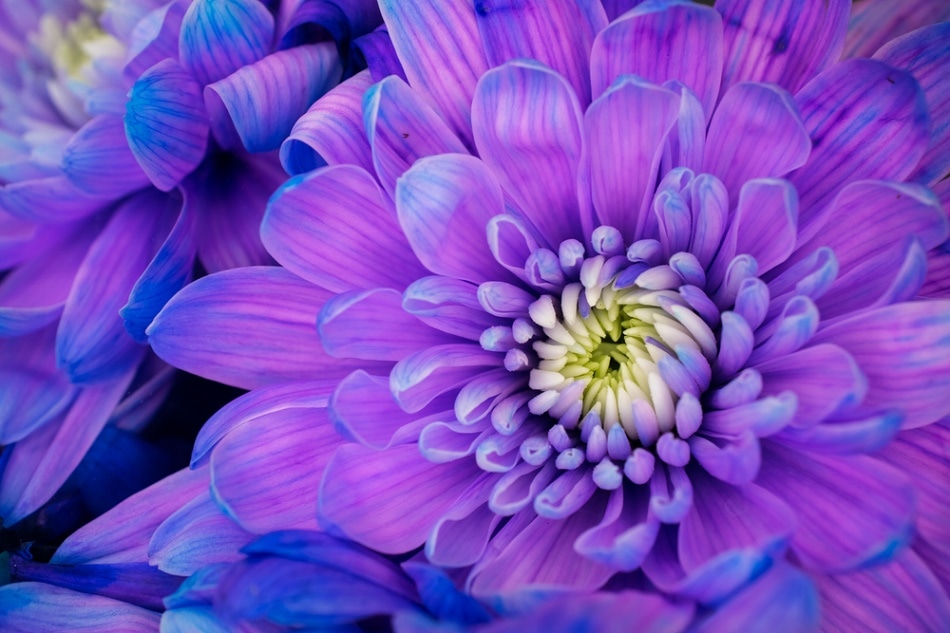 Spectroscopy, Kubelka-Munk Theory, Flower Color