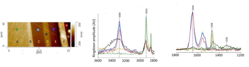 (a). AFM height image showing cross sectioned multilayer film. AFM-IR spectra at 2800-3600 cm-1 (b) and 1200-1800 cm-1 (c); spectra collected from layers C, E, and G are consistent with a polyamide. The IR spectrum recorded from layer D, which can be considered as the barrier layer in the film, is consistent with polyethylene-co-(vinyl alcohol) (EVOH).