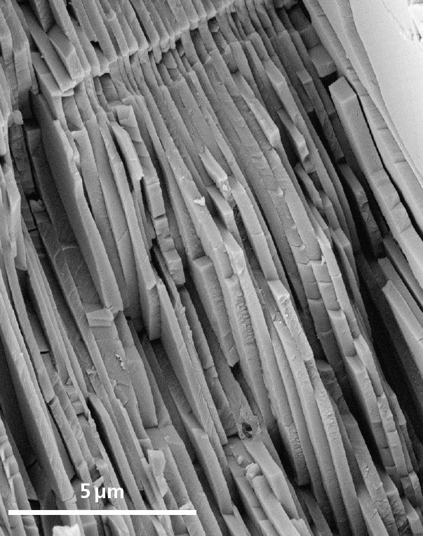 Secondary electron image of aragonite nacre.