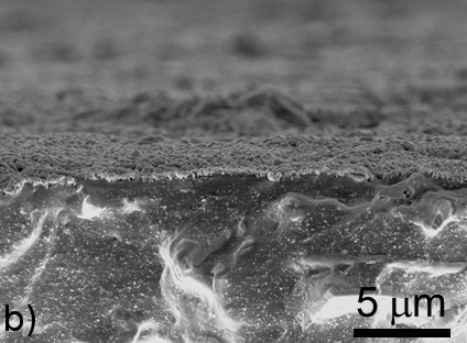 The morphology of the DLC coated ACM rubber on top surface (a) and on cross-section (b). The scale bars represent 50 µm and 5 µm respectively.