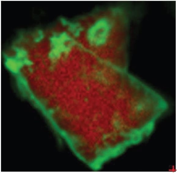 Overlay of iron oxide absorbances (green) and PTFE absorbances (red).