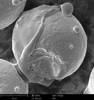 SEM image of speed steel.