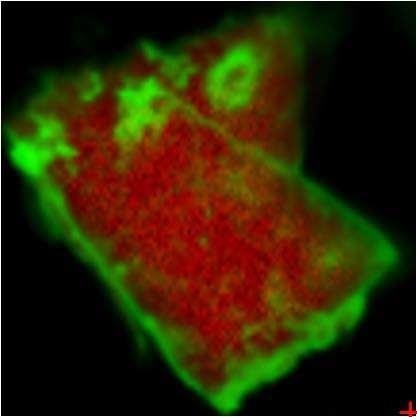 Overlay of iron oxide absorbances (green) and PTFE absorbances (red).