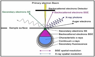 How Scanning Electron Microscopes Work