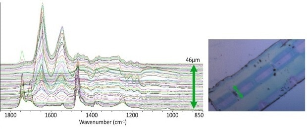 Multi layer packaging film – thin section. reflection mode spectroscopy – 93 spectra, 10 sec/spectrum. 10 co-averages/spectra. 0.5 µm spacing, 46 µm line array.