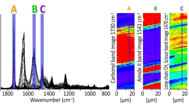 Packaging sample - block face - multilayer sample – seven layers. Reflection mode - hyperspectral imaging - 1 sec/spectra. 1 scan/spectra. 20 x 85 µm size. 1 µm spacing. Image shows carbonyl band and amide II bands and CH stretching bands