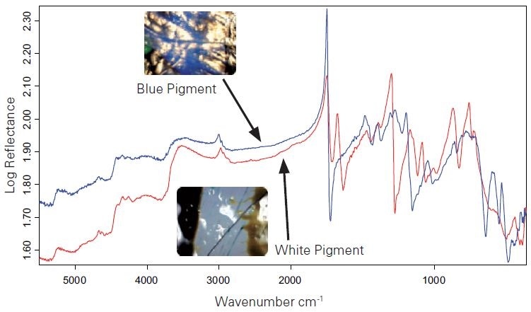 Raw reflection spectra of two different measuring points with two different pigments (blue pigment = blue spectrum, white pigment = red spectrum).