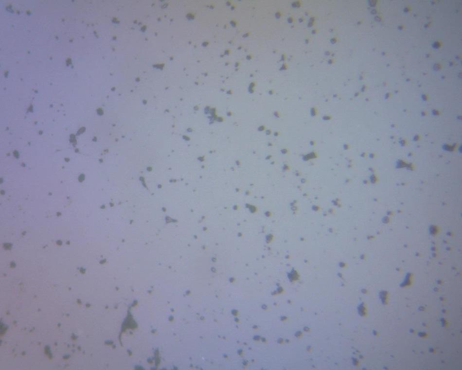 CoorsTek TTZ zirconia surface as prepared for instrumented indentation. Light phase is cubic zirconia; dark phase is inter-granular silica.