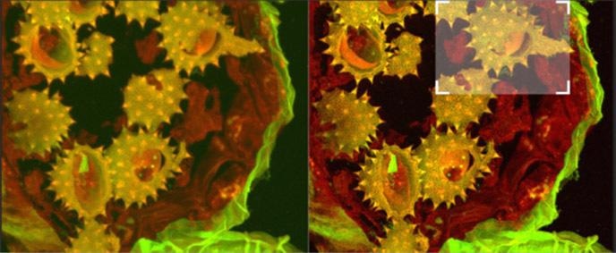 Shows full field image of the daisy pollen grains before and after deconvolution,