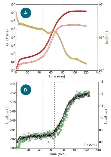 (a) Rheology: G’ and G” (filled and open circles, respectively; plotted on the left y-axis) and tan(d) (plotted on the right y-axis) and (b) Raman: the I1130/I2850 (left y-axis, green) and I2882/I2850 (right y-axis, black) peak intensity ratios for CB during isothermal crystallization at 22 °C. The vertical dashed line at 45 min indicates the increase of G’ and G”, while the dashed line at 65 min indicates the decrease in tan(d) and increase in the Raman ratios.