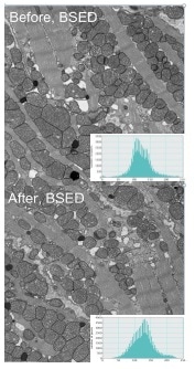 block face of mouse heart tissue