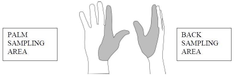 hands