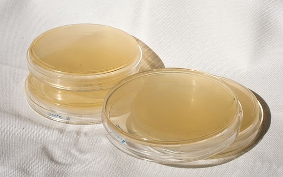Gelatin agar