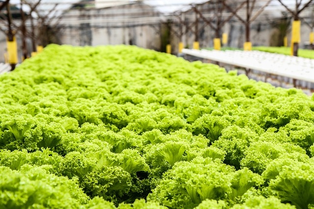 Indoor farming in the Netherlands