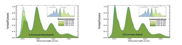 Spectral consequence of the inner filter effect. The shorter wavelength intensities of the fluorescence spectrum are diminished due to reabsorption of fluorescence. Fluorescence spectra of increasing optical density samples are without IFE correction on the left and with IFE correction on the right.