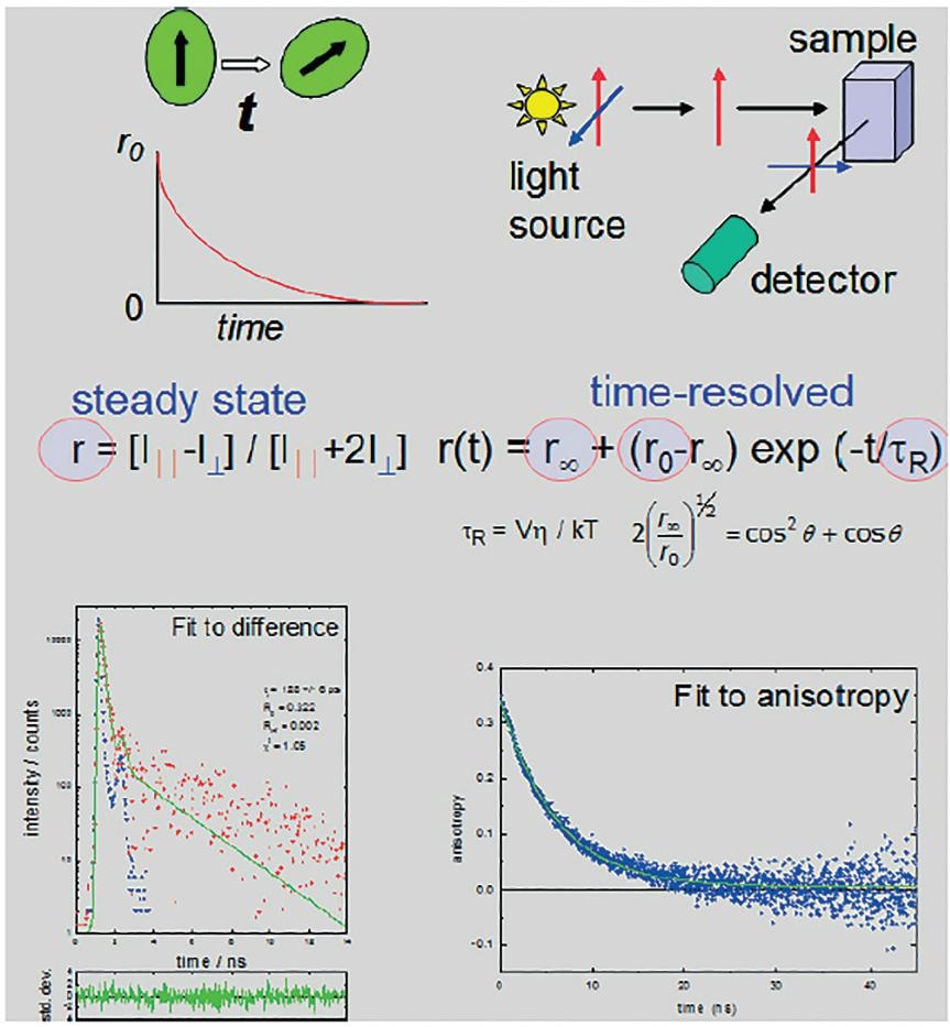 Fluorescence Anisotropy What is it?