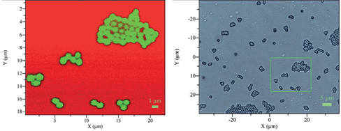 A confocal Raman spectral image of 0.9 µm polystyrene beads