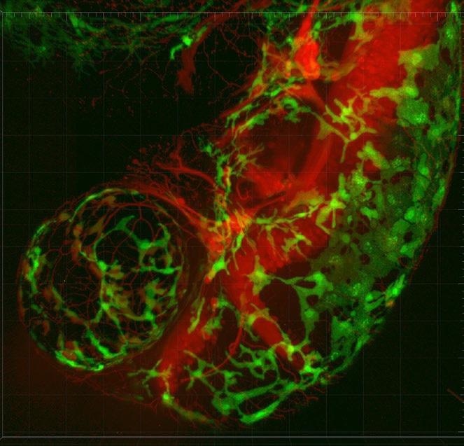 Features of sCMOS Cameras for Fluorescence Microscopy
