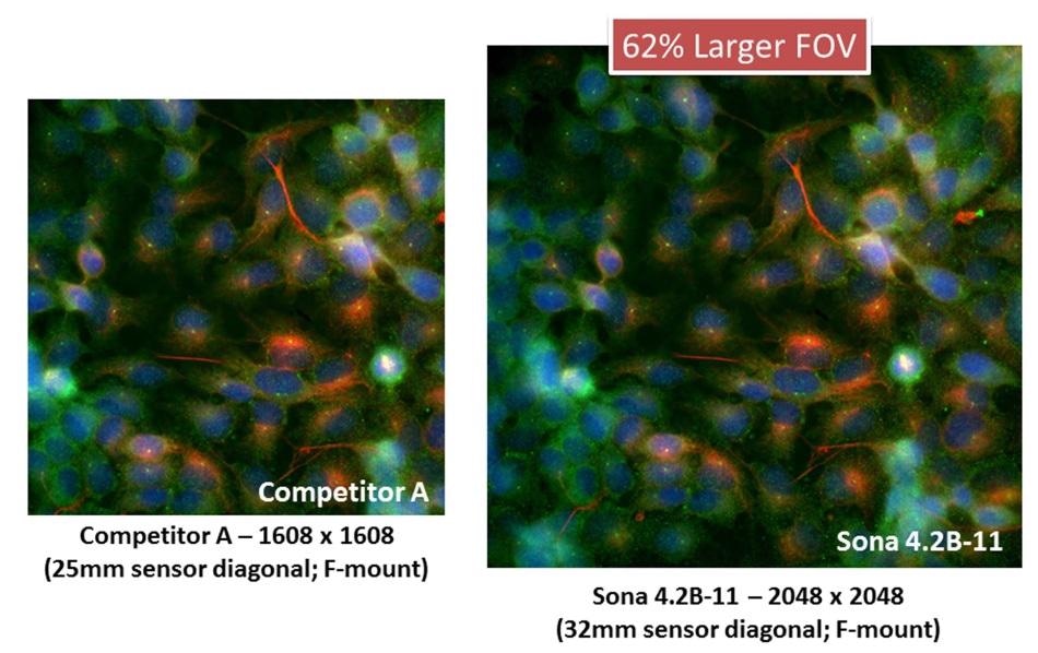 “F-mount competitive solutions” – Field of View comparison between Sona 4.2B-11 and a competitor Fmount camera, utilizing the same GS400B back-illuminated sCMOS sensor but restricted to 1608 x 1608 max resolution. Captured using a Nikon Ti2 with 60x objective and integrated 1.5x tube lens. The Sona 4.2B-11 has 62% more active pixels and offers a compelling field of view solution.